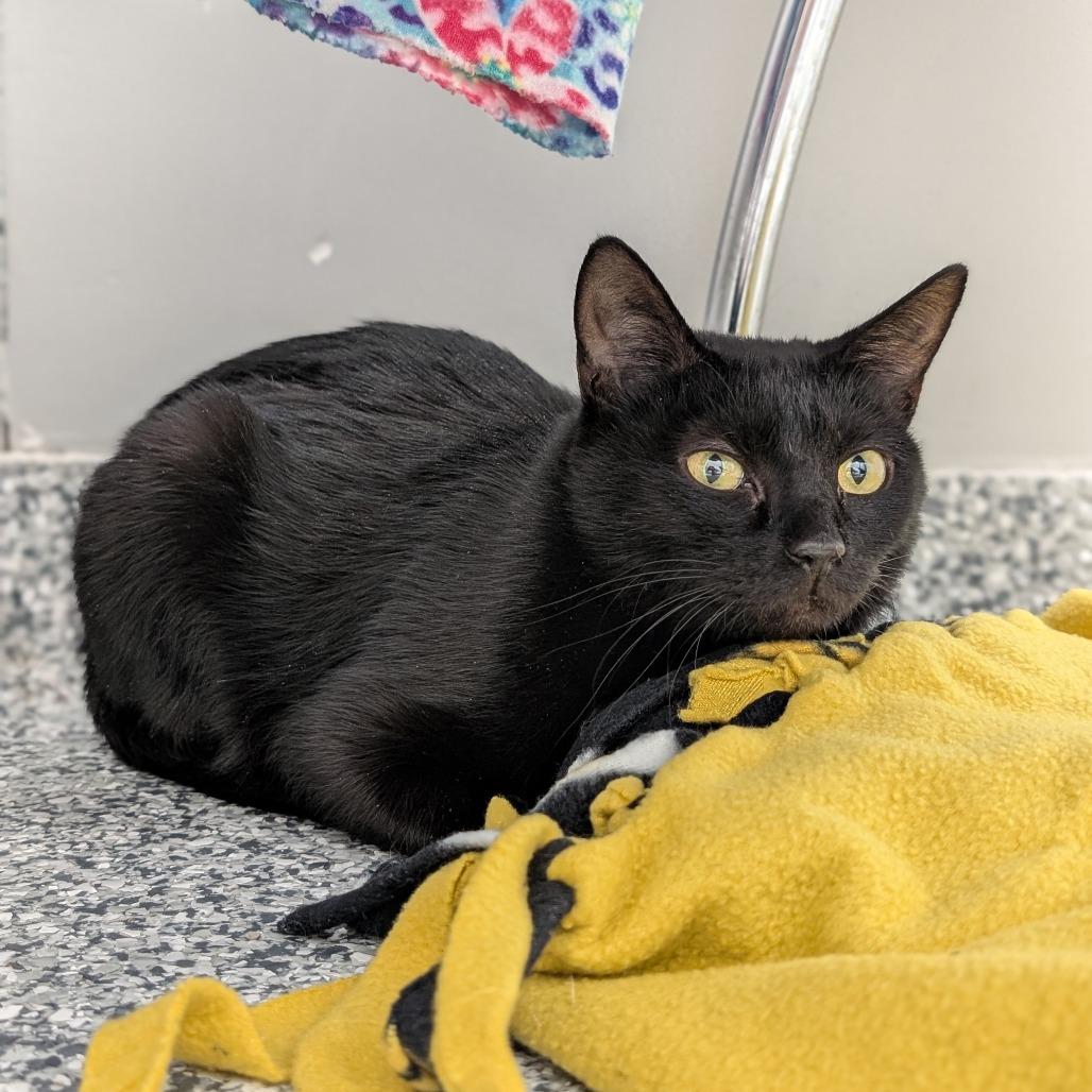 Enlarge Pepper, a Adoptable Domestic Short Hair in Brookfield, WI image 2/2