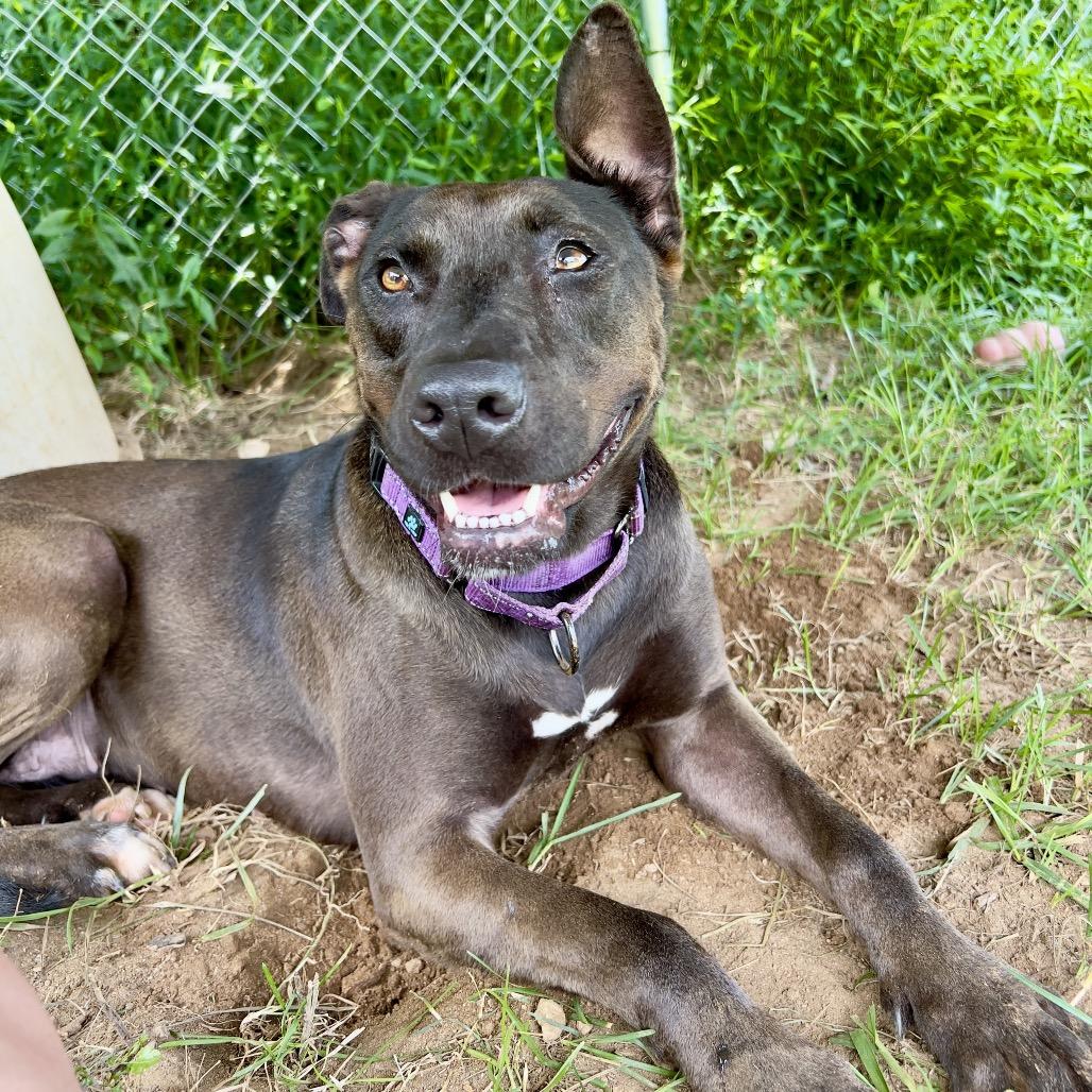 Dahlia, Adoptable, Adult Female Mixed Breed & Pit Bull Terrier.