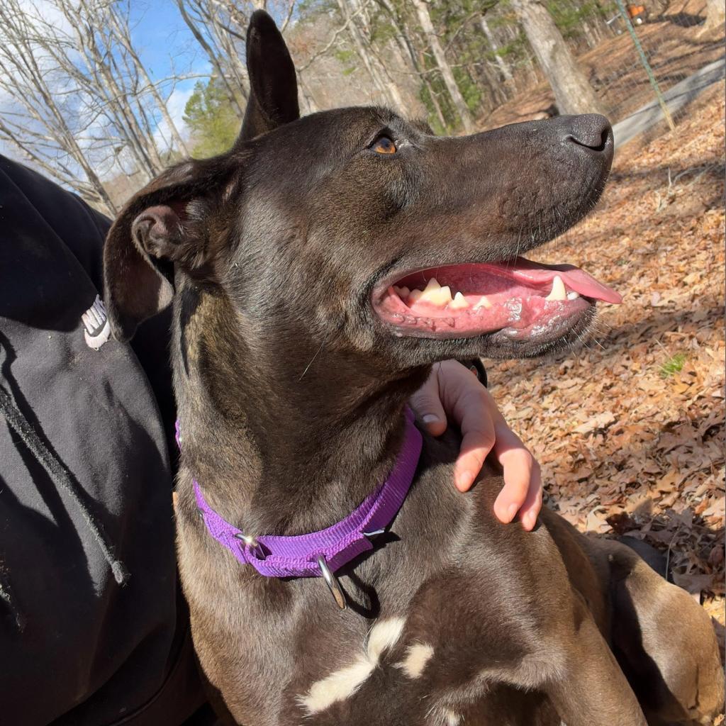 Dahlia, a Adoptable mixed breed in Blairsville, GA image 1/6