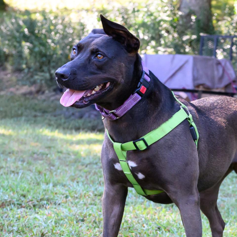 Dahlia, Adoptable, Adult Female Mixed Breed & Pit Bull Terrier.