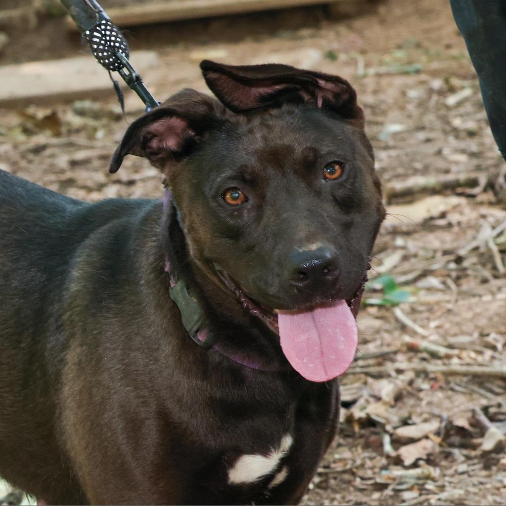 Dahlia, Adoptable, Adult Female Mixed Breed & Pit Bull Terrier.