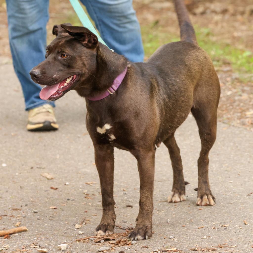 Dahlia, a Adoptable mixed breed in Blairsville, GA image 3/6