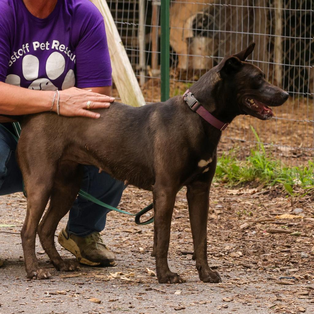 Dahlia, a Adoptable mixed breed in Blairsville, GA image 4/6
