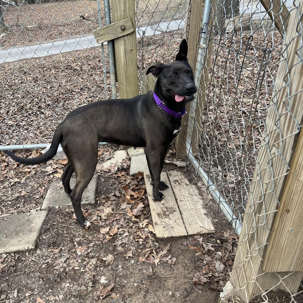 Dahlia, a Adoptable mixed breed in Blairsville, GA image 6/6