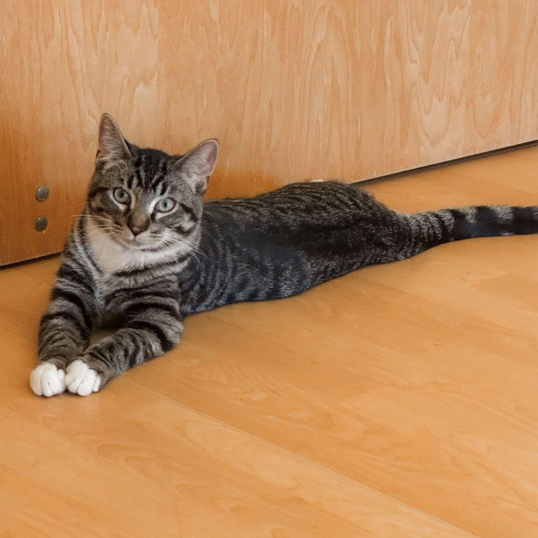 Thursday, Adoptable, Young Male Domestic Short Hair.