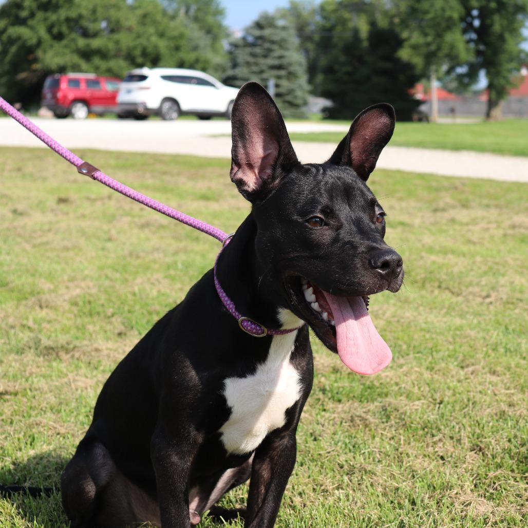 Beans — thumbnail 2