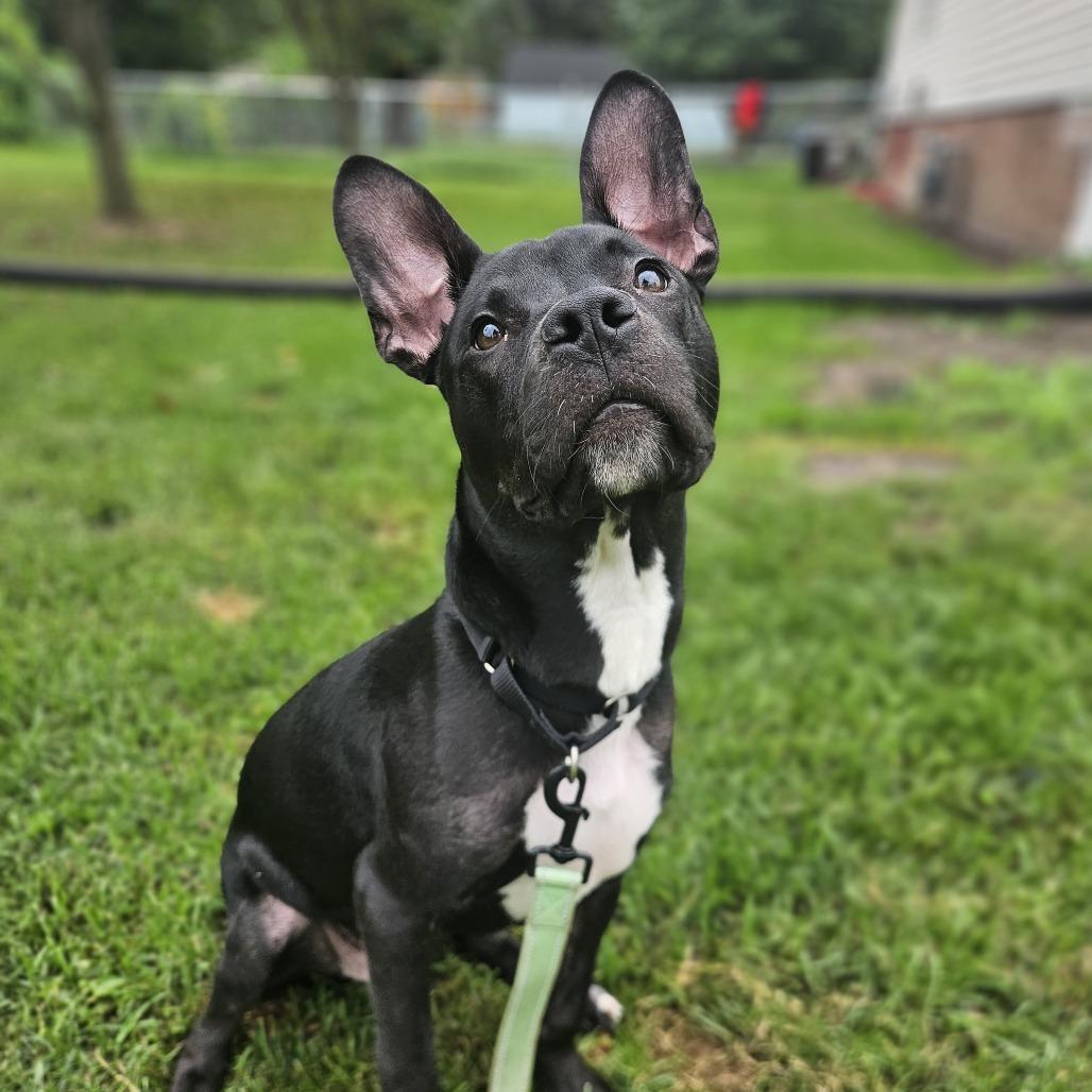 Beans — thumbnail 3