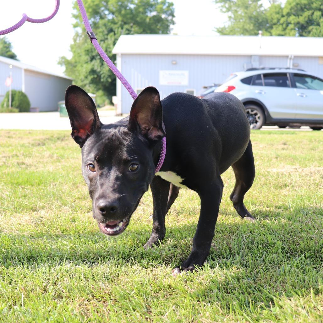 Beans — thumbnail 5