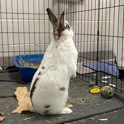 Enlarge Antila, a Adoptable mixed breed in Wheaton, IL image 1/3