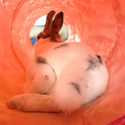 Enlarge Antila, a Adoptable mixed breed in Wheaton, IL image 2/3