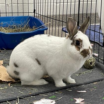 Enlarge Antila, a Adoptable mixed breed in Wheaton, IL image 2/3