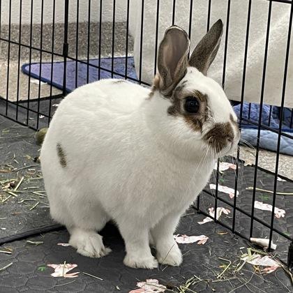 Enlarge Antila, a Adoptable mixed breed in Wheaton, IL image 3/3