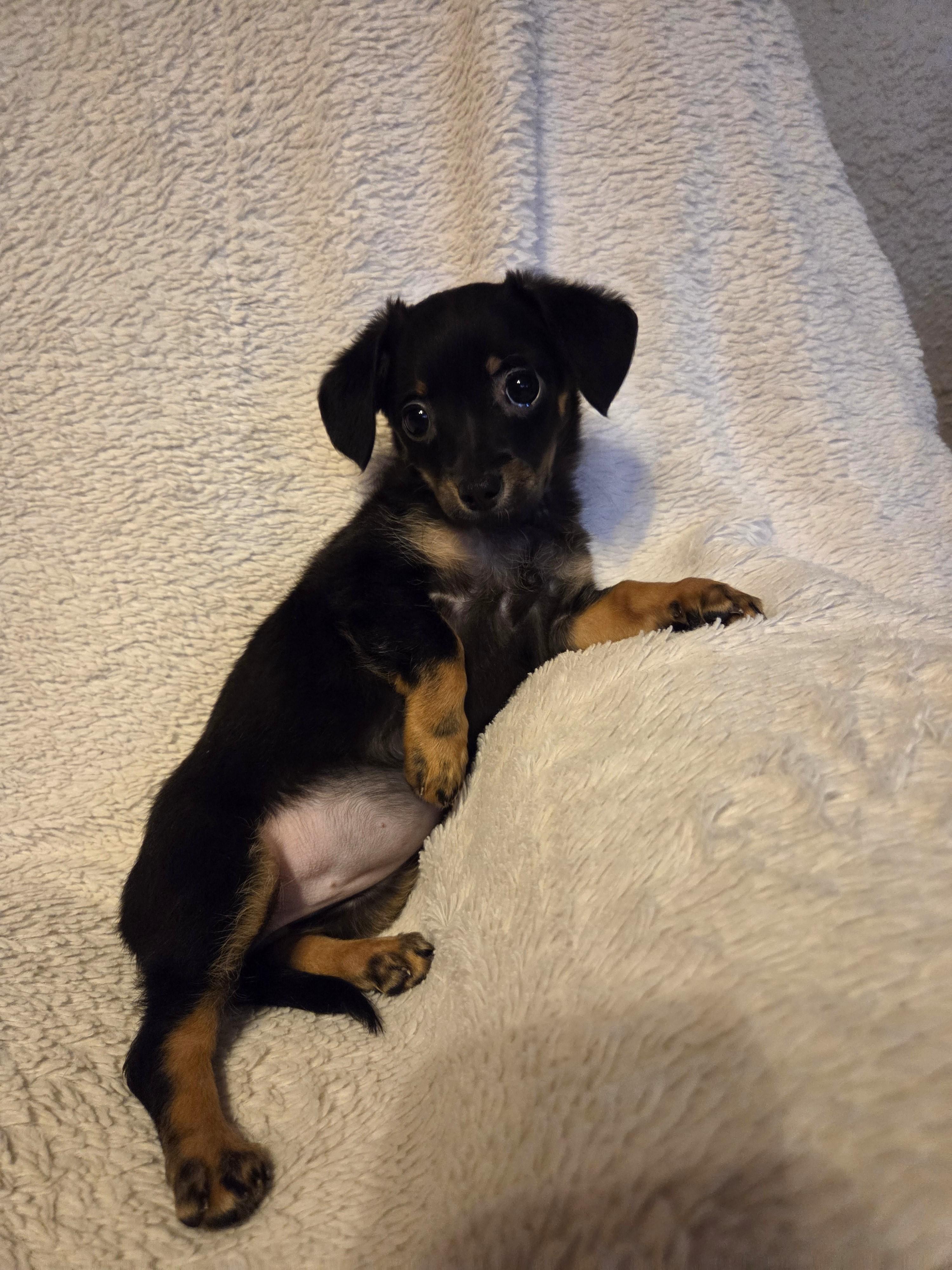 Enlarge Gordita, an adopted mixed breed in Oakdale, CA image 4/4
