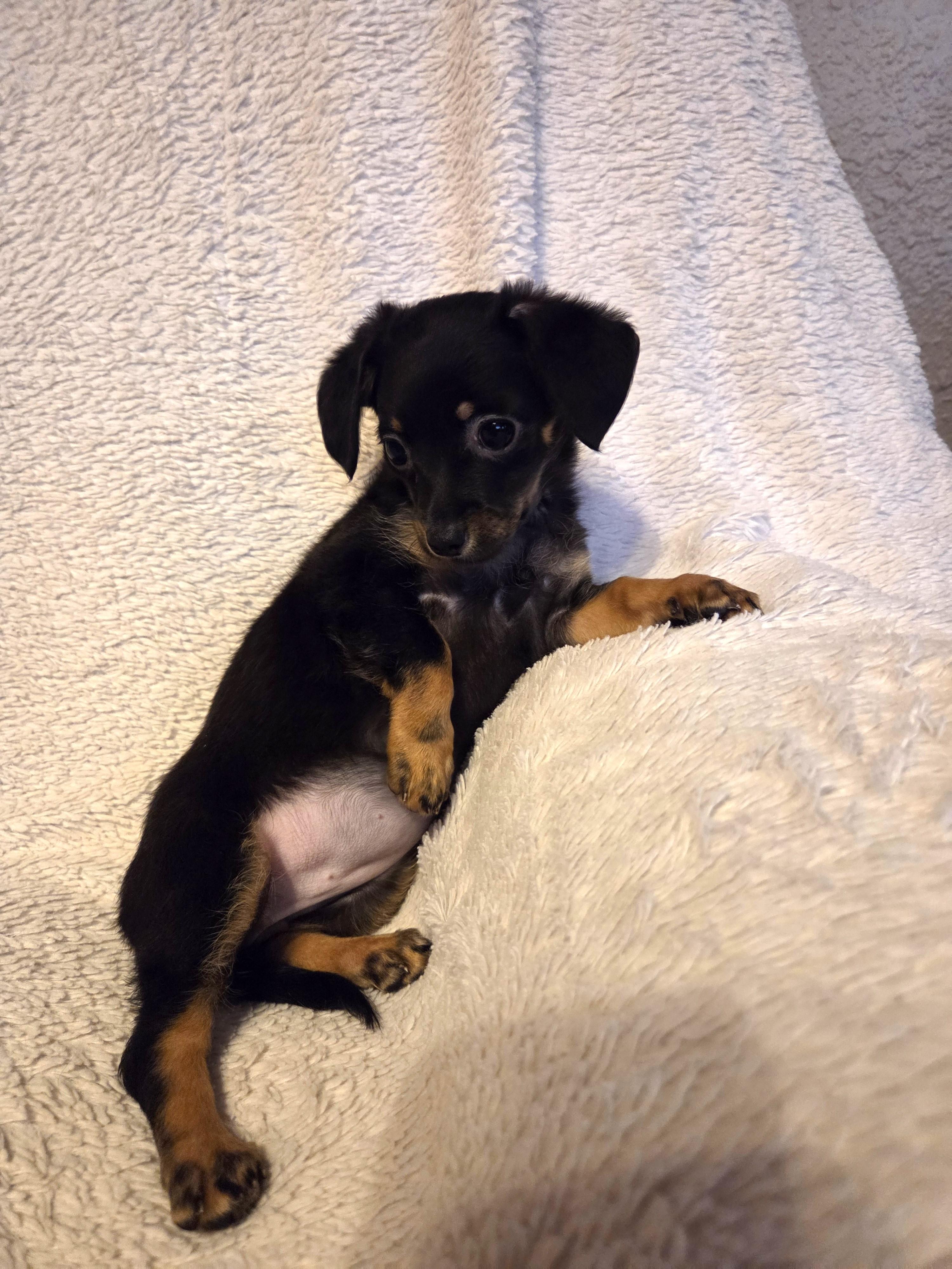 Enlarge Gordita, an adopted mixed breed in Oakdale, CA image 3/4