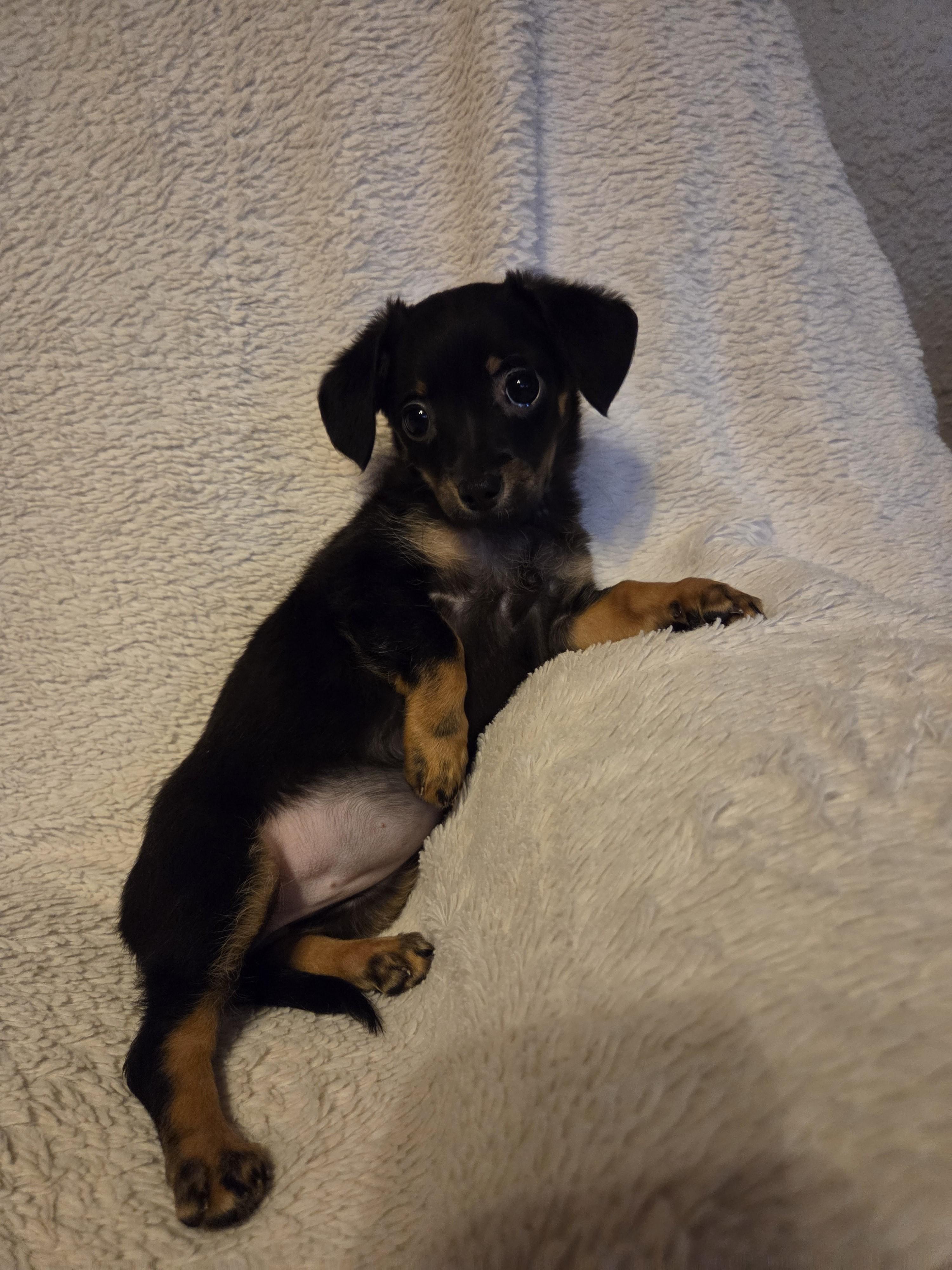 Enlarge Gordita, an adopted mixed breed in Oakdale, CA image 2/4