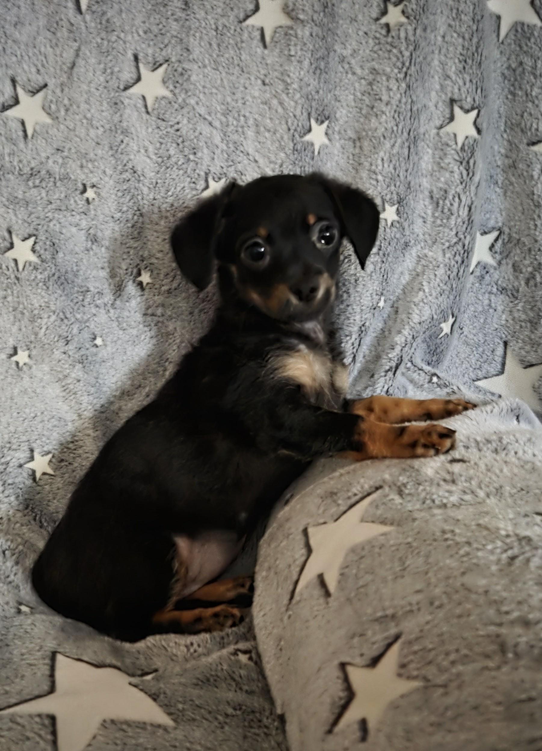 Enlarge Gordita, an adopted mixed breed in Oakdale, CA image 1/4