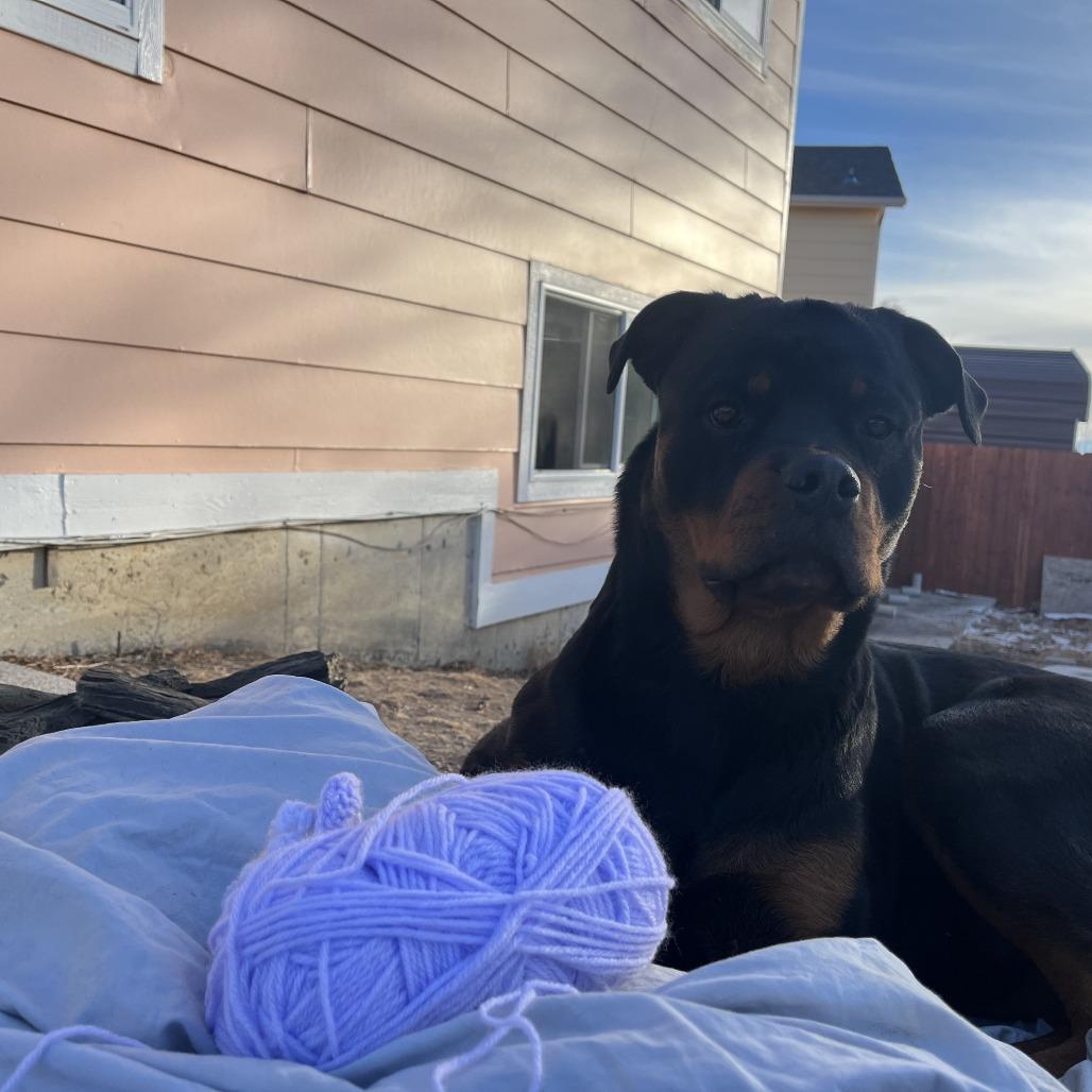 George, Adoptable, Adult Male Rottweiler.