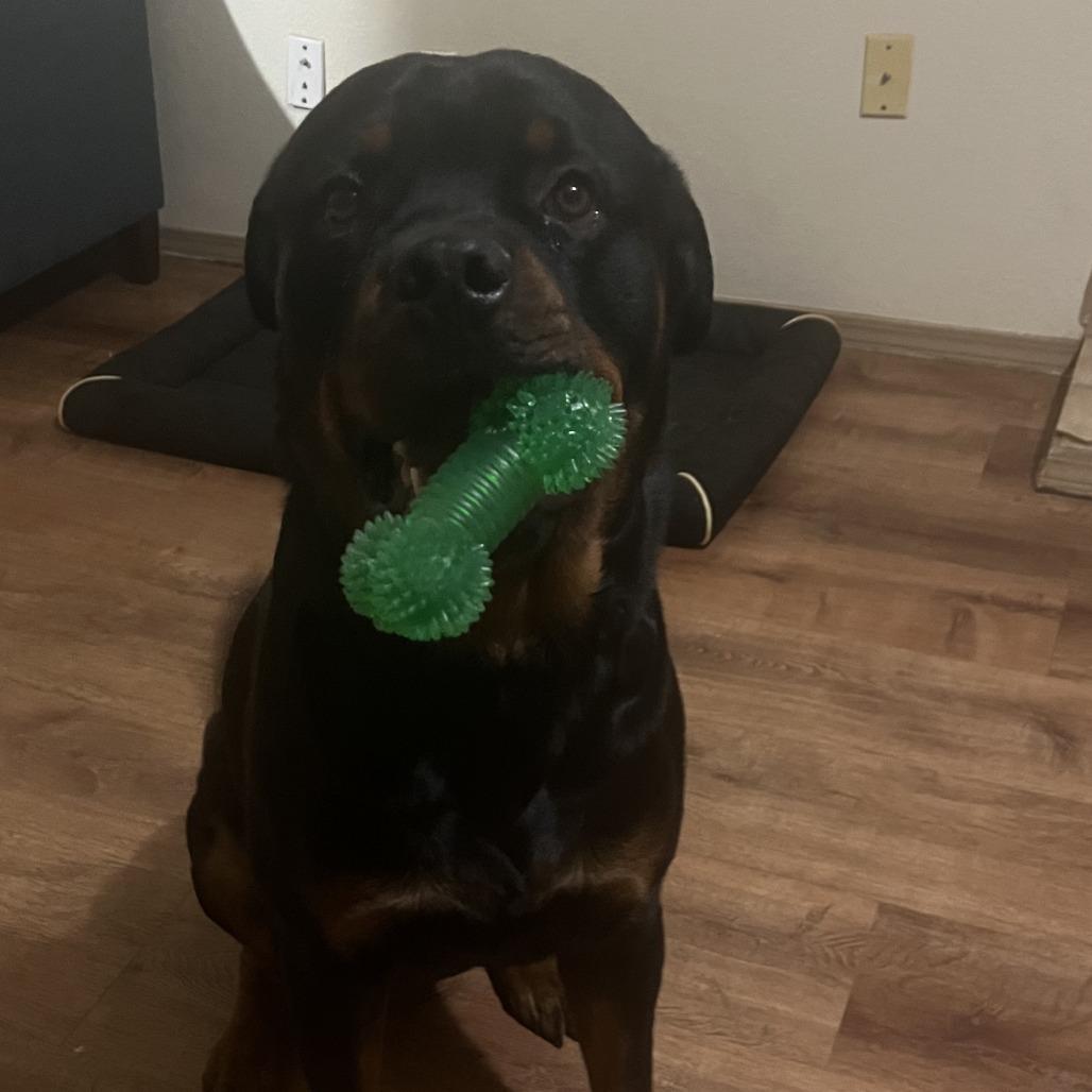 Enlarge George, a Adoptable Rottweiler in Colorado Springs, CO image 2/5