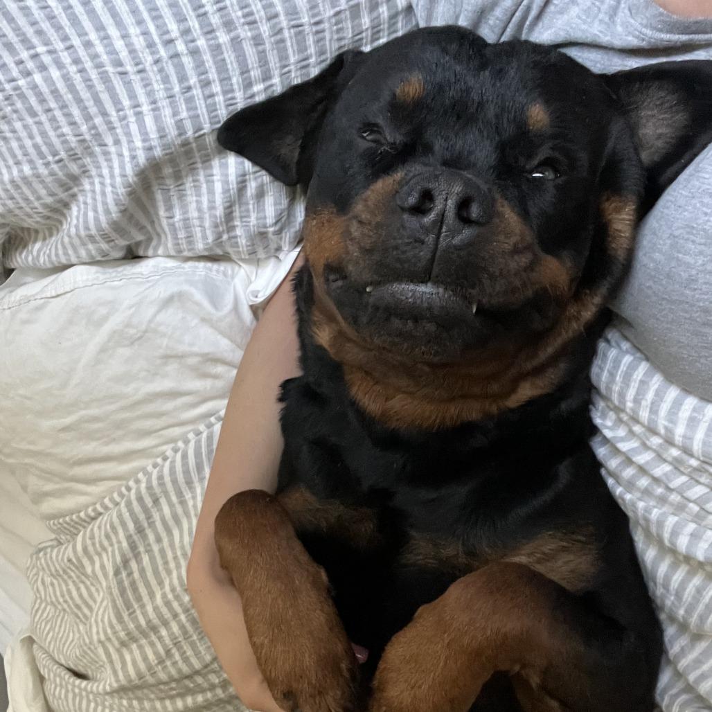 Enlarge George, a Adoptable Rottweiler in Colorado Springs, CO image 3/5