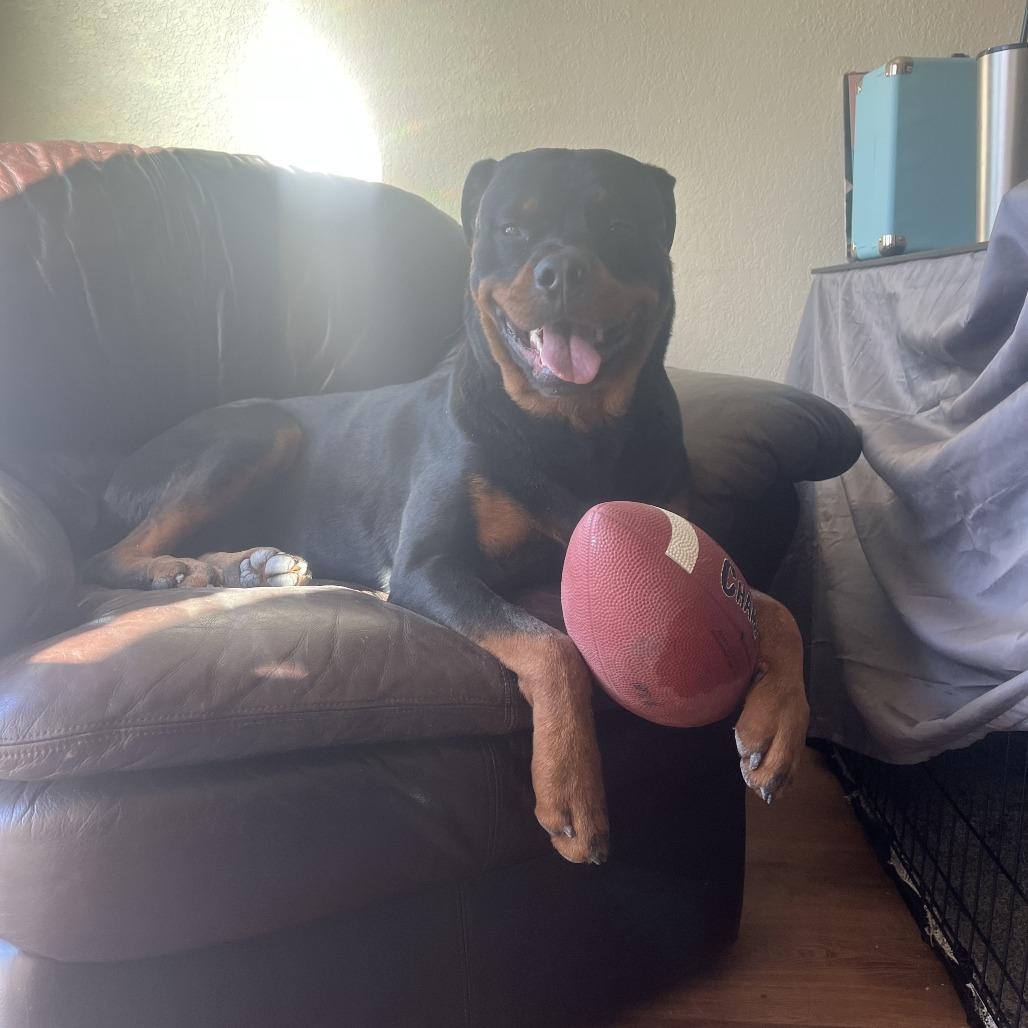 Enlarge George, a Adoptable Rottweiler in Colorado Springs, CO image 4/5