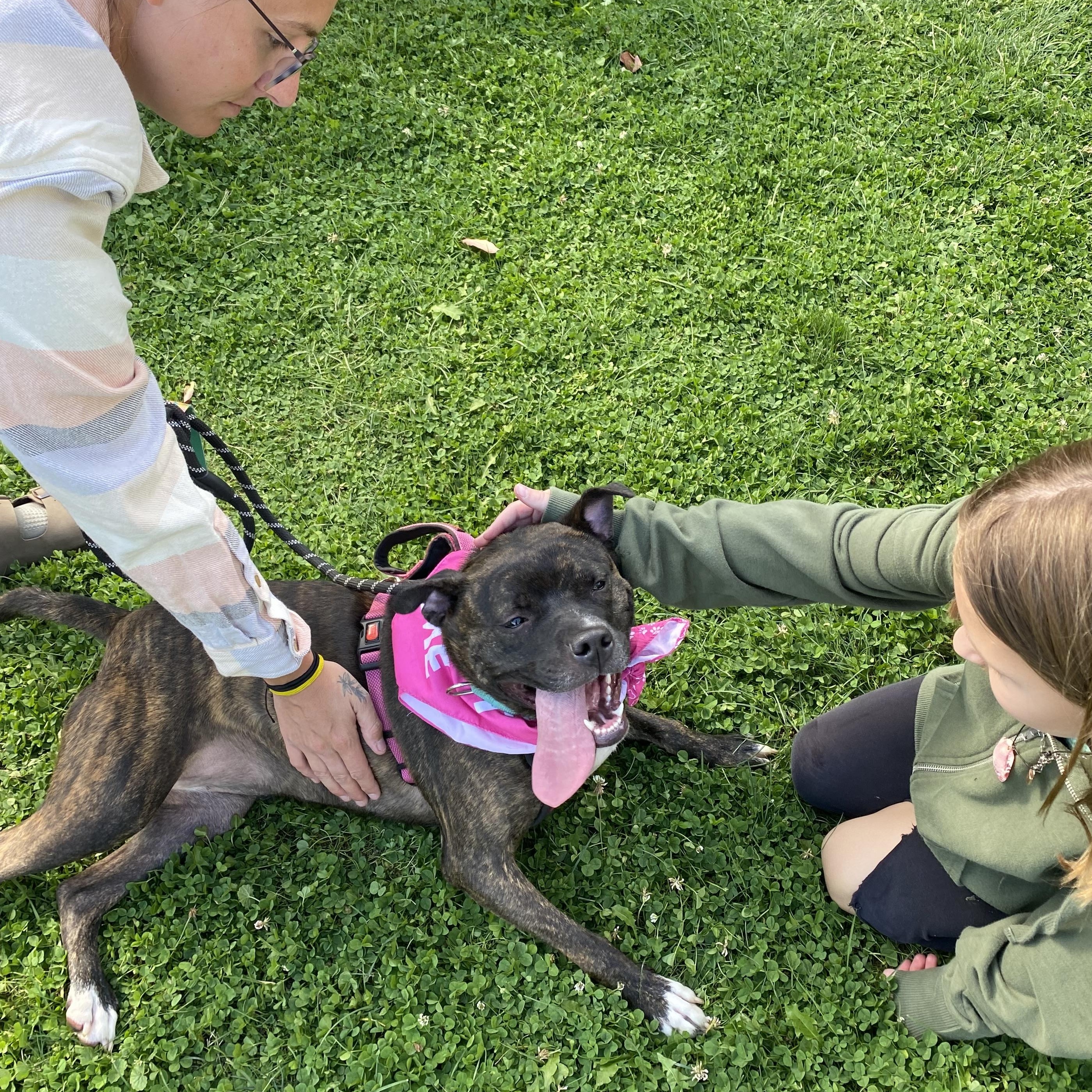 Talulah, a Adoptable mixed breed in Youngstown, OH image 5/6