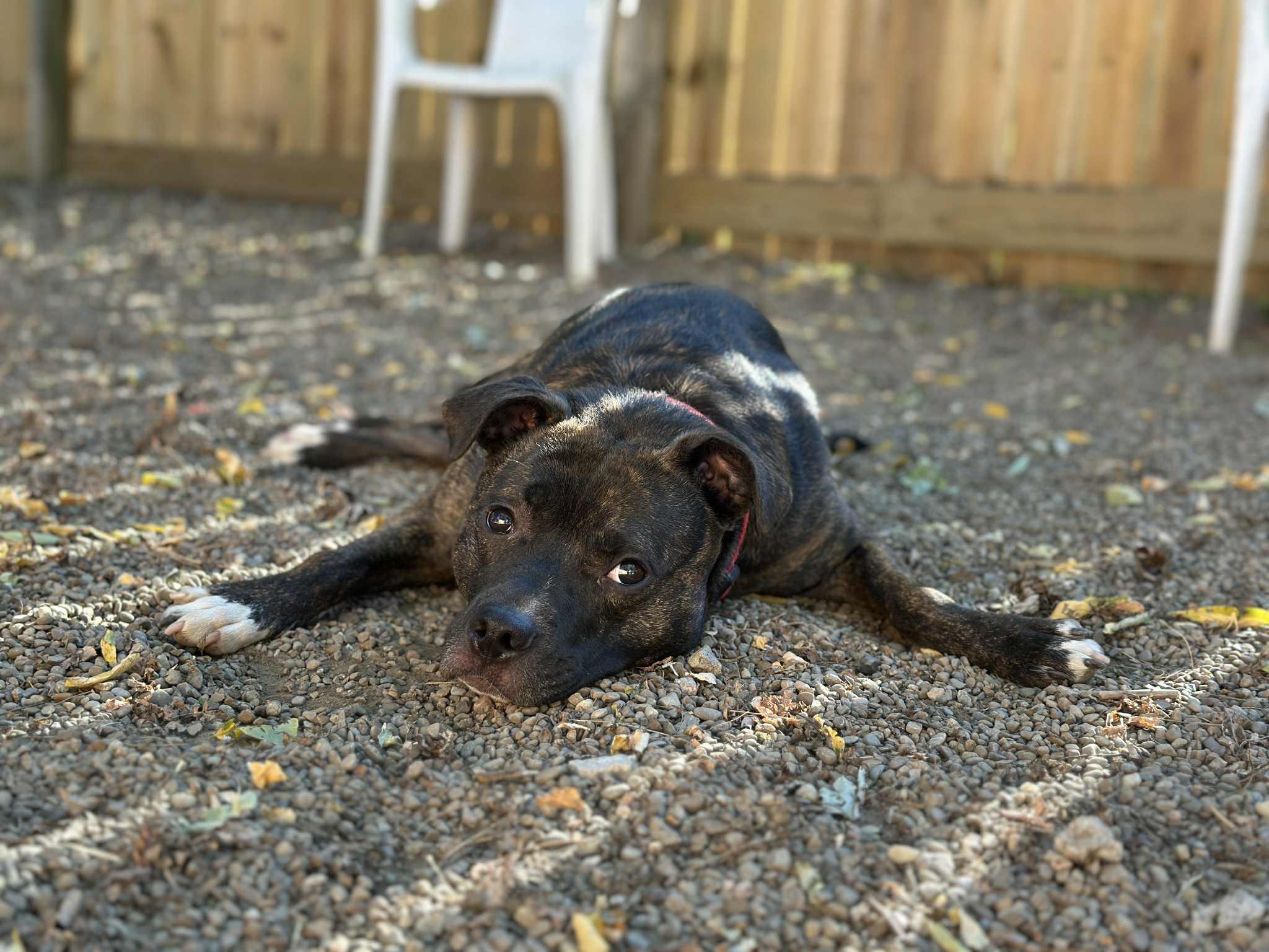 Talulah, a Adoptable mixed breed in Youngstown, OH image 2/6