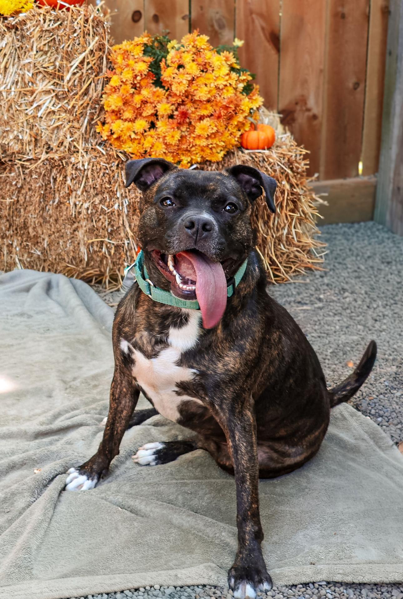 Talulah, a Adoptable mixed breed in Youngstown, OH image 3/6