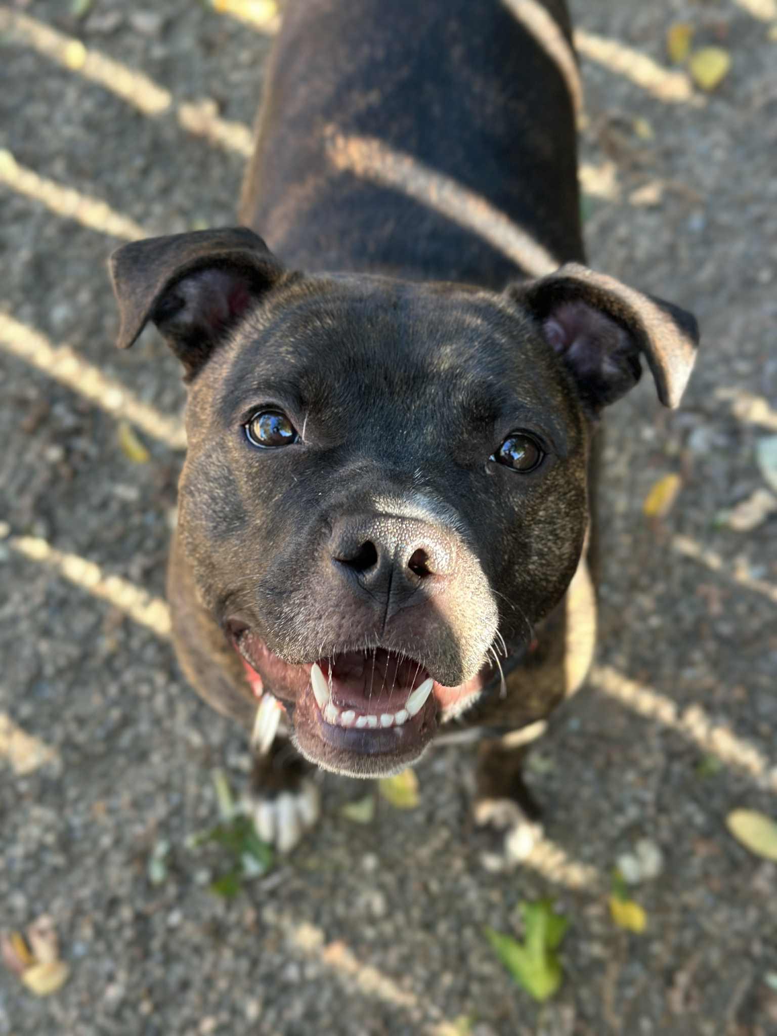 Talulah, Adoptable, Young Female Staffordshire Bull Terrier.