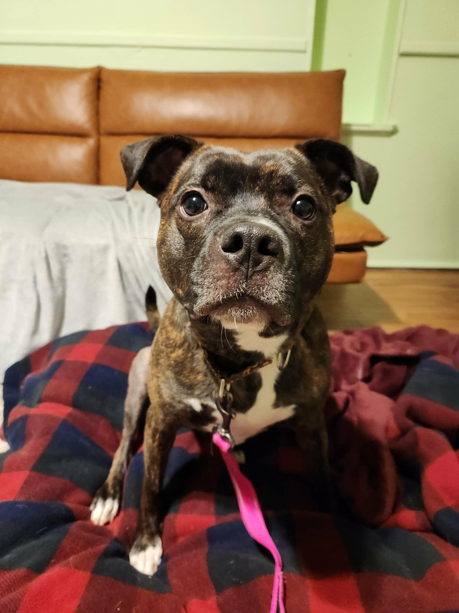 Talulah, Adoptable, Young Female Staffordshire Bull Terrier.