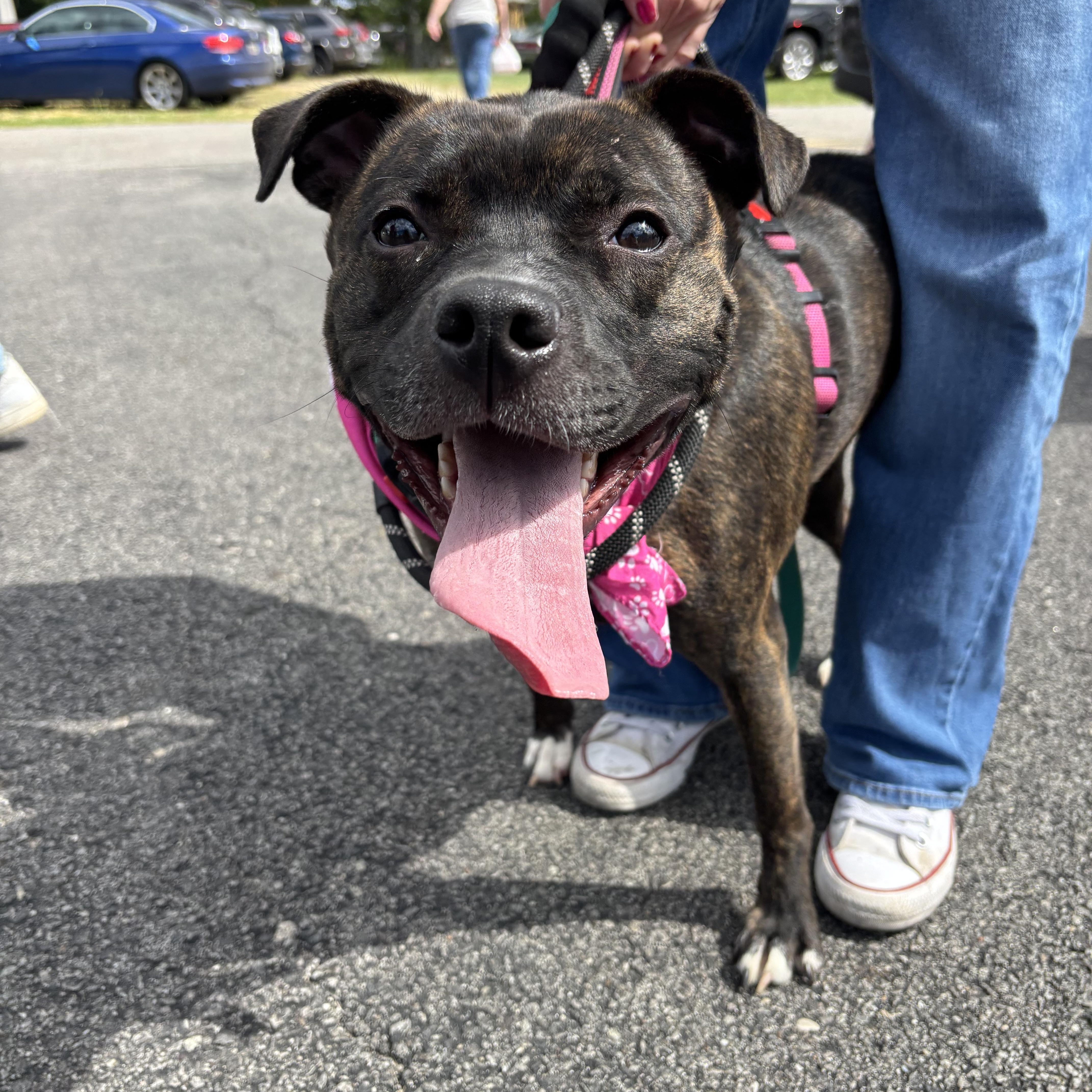 Talulah, a Adoptable mixed breed in Youngstown, OH image 6/6