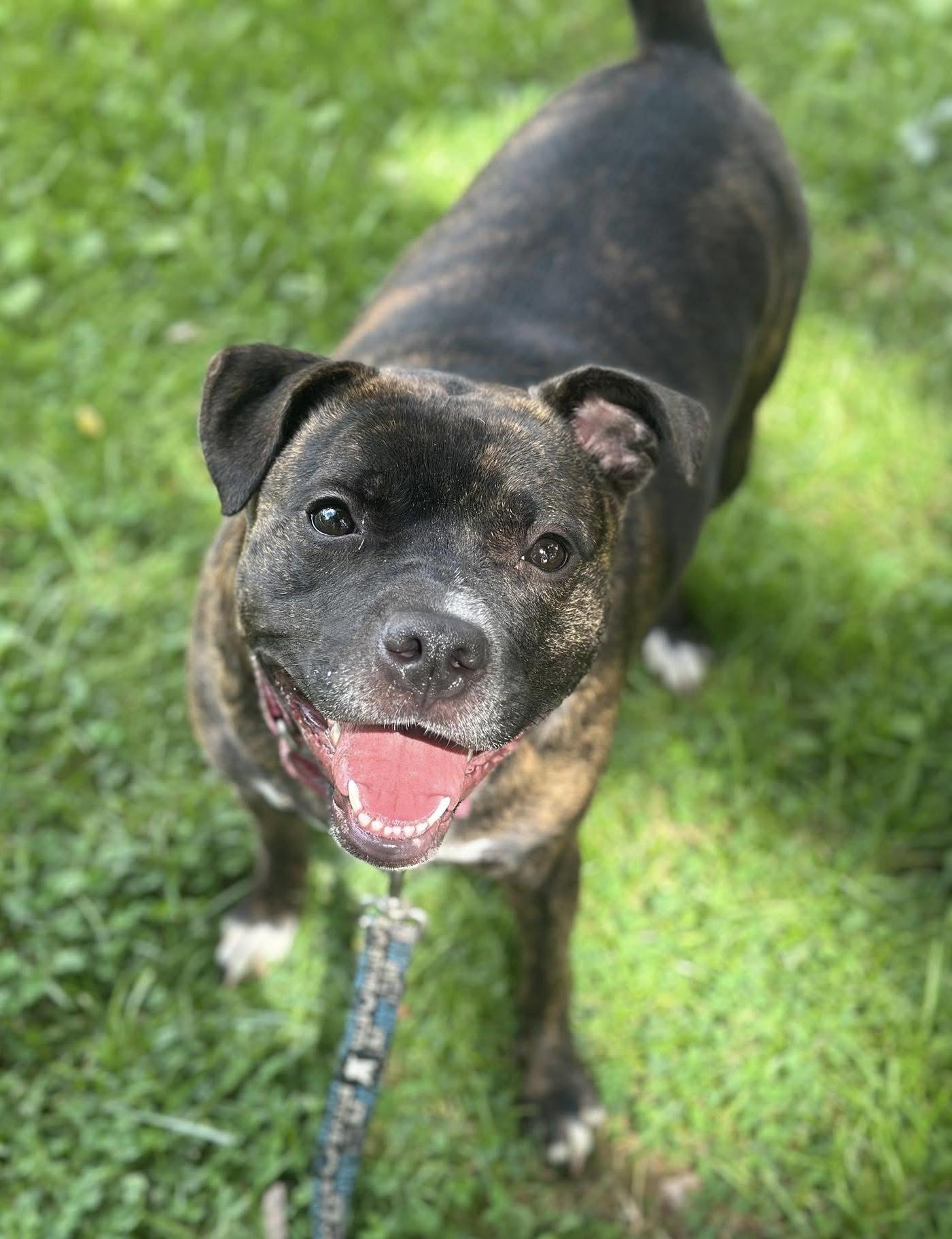 Talulah, a Adoptable mixed breed in Youngstown, OH image 4/6