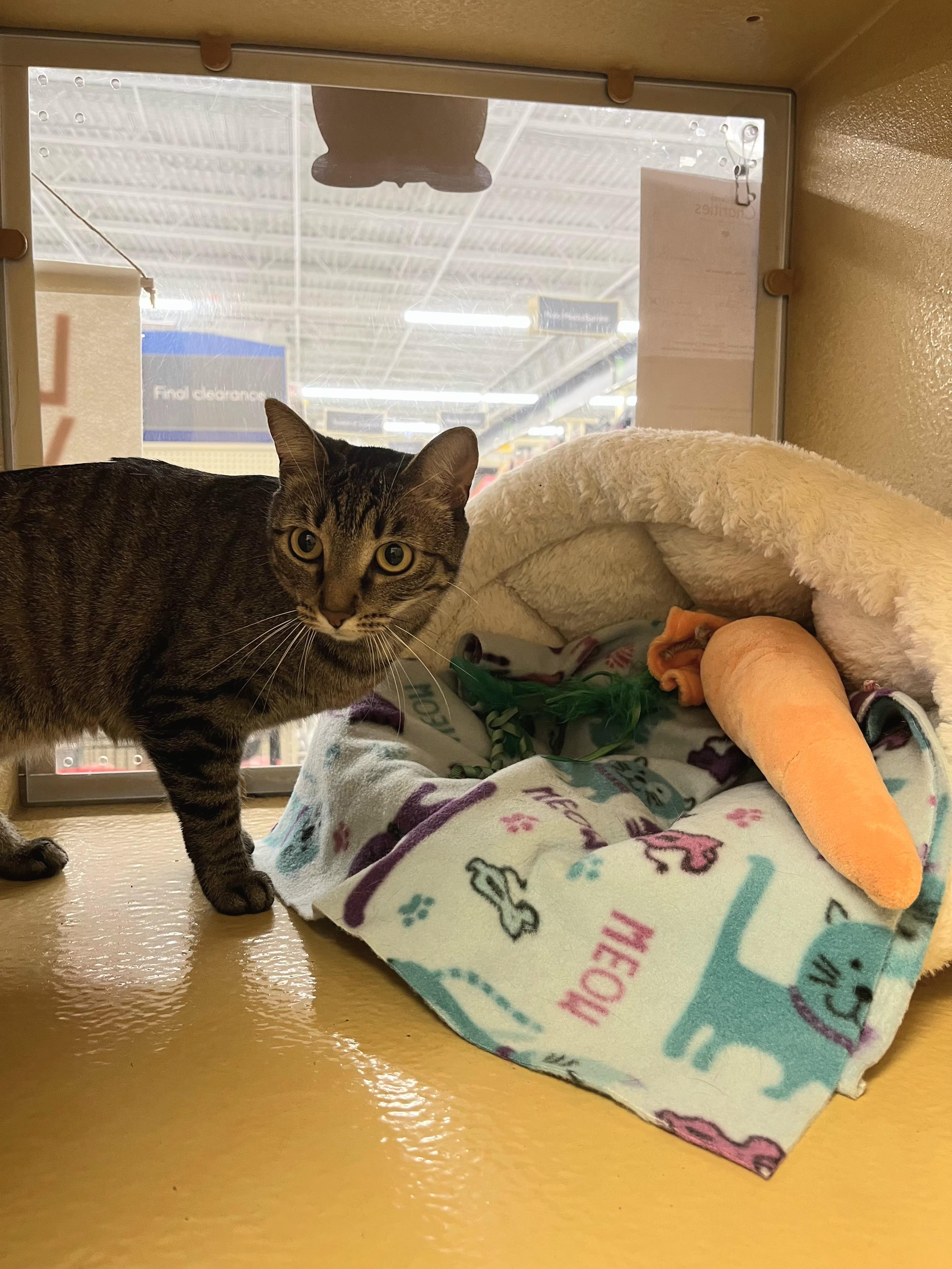 Enlarge Charlie, a Adoptable mixed breed in Albuquerque, NM image 6/6
