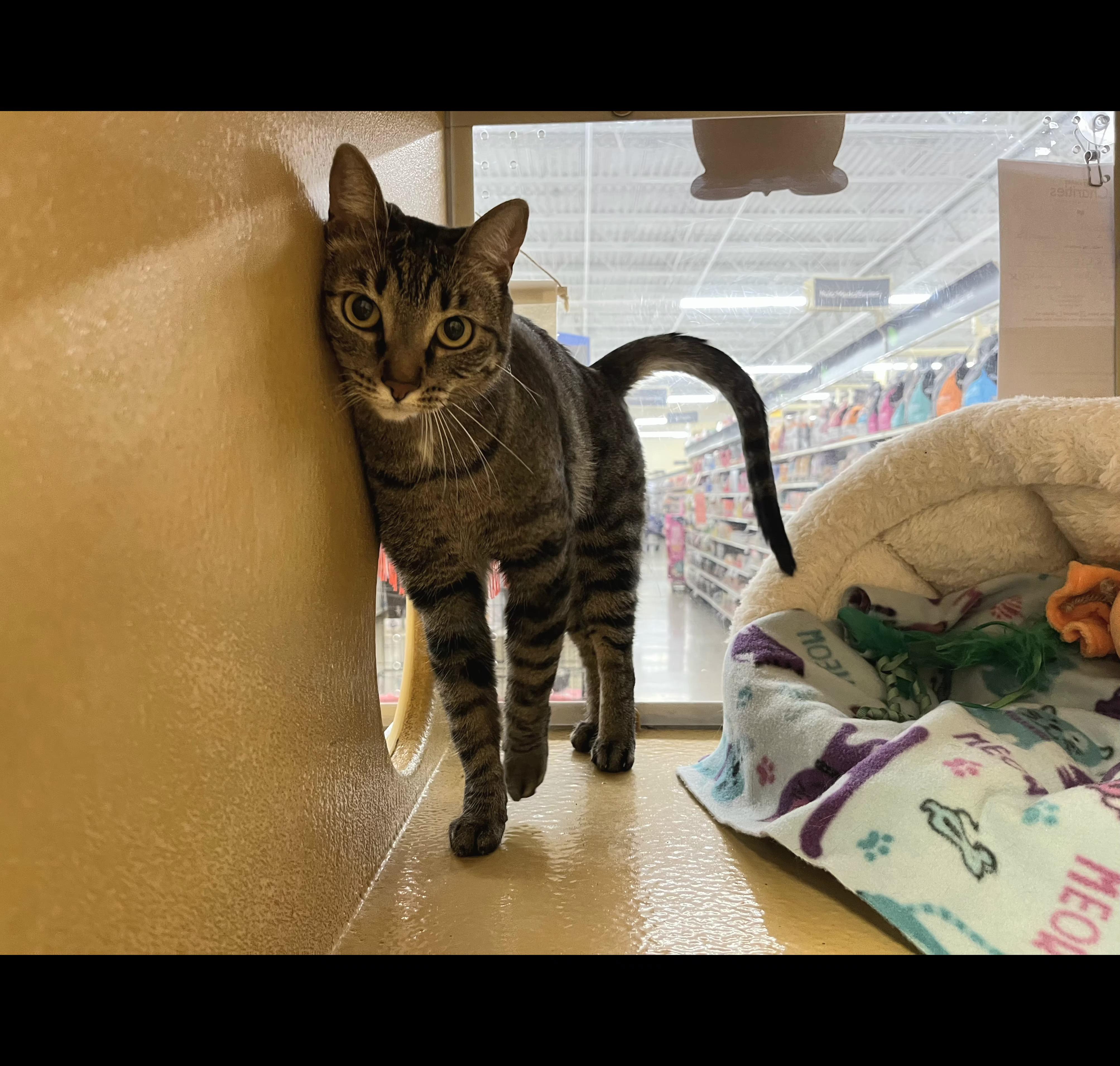 Enlarge Charlie, a Adoptable mixed breed in Albuquerque, NM image 3/6