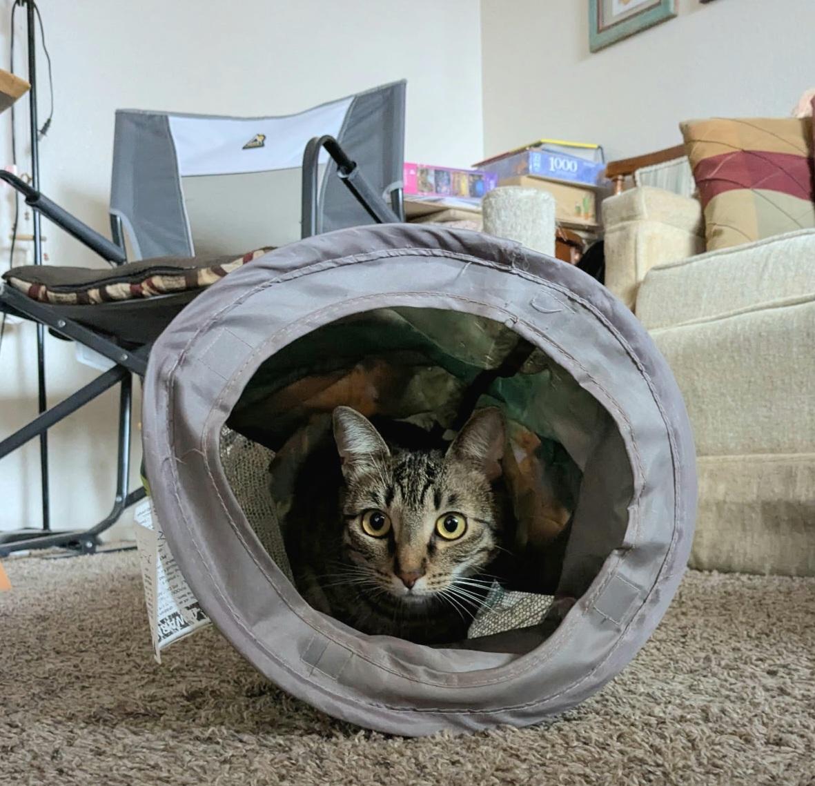 Charlie, Adoptable, Young Female Tabby.