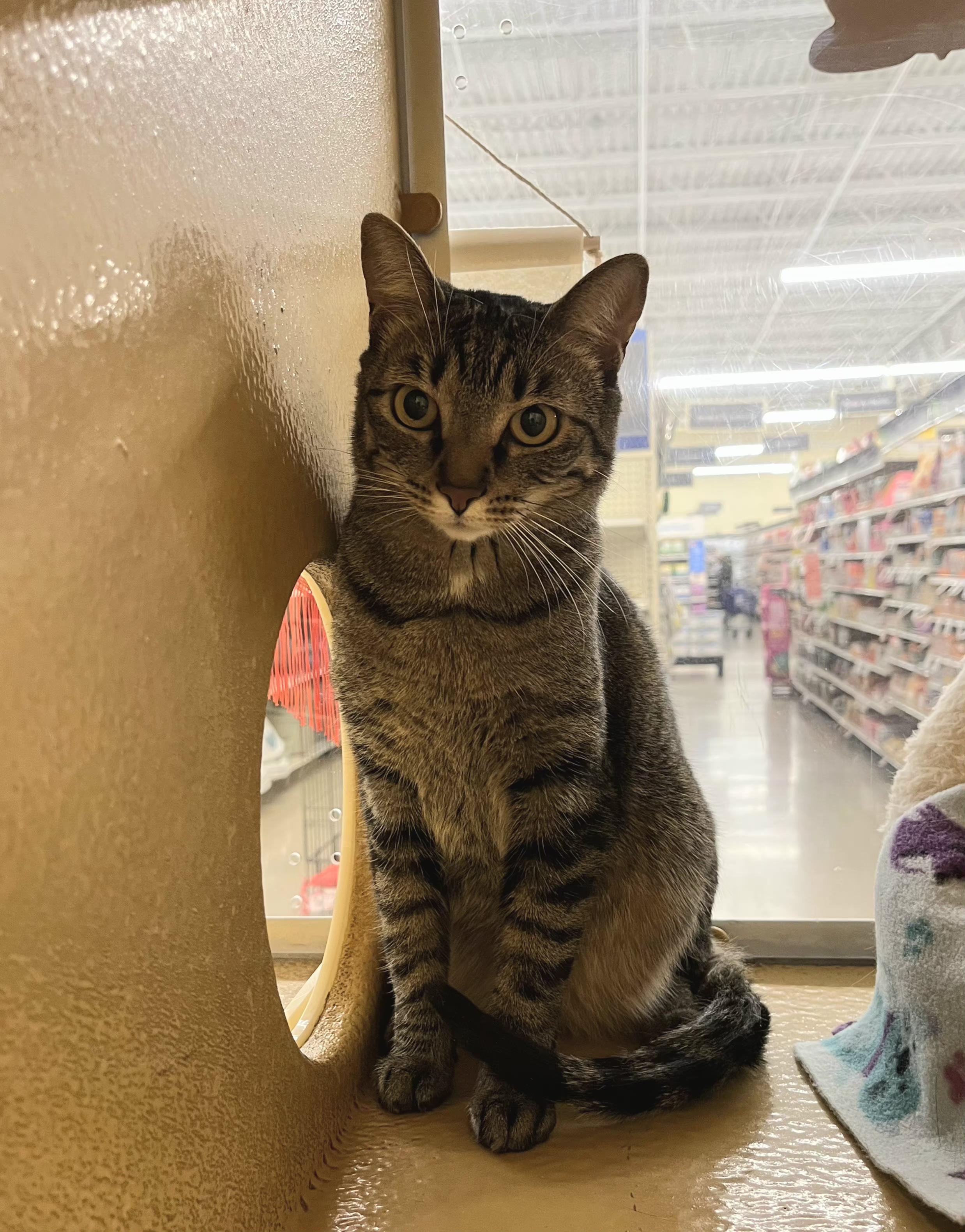 Enlarge Charlie, a Adoptable mixed breed in Albuquerque, NM image 2/6