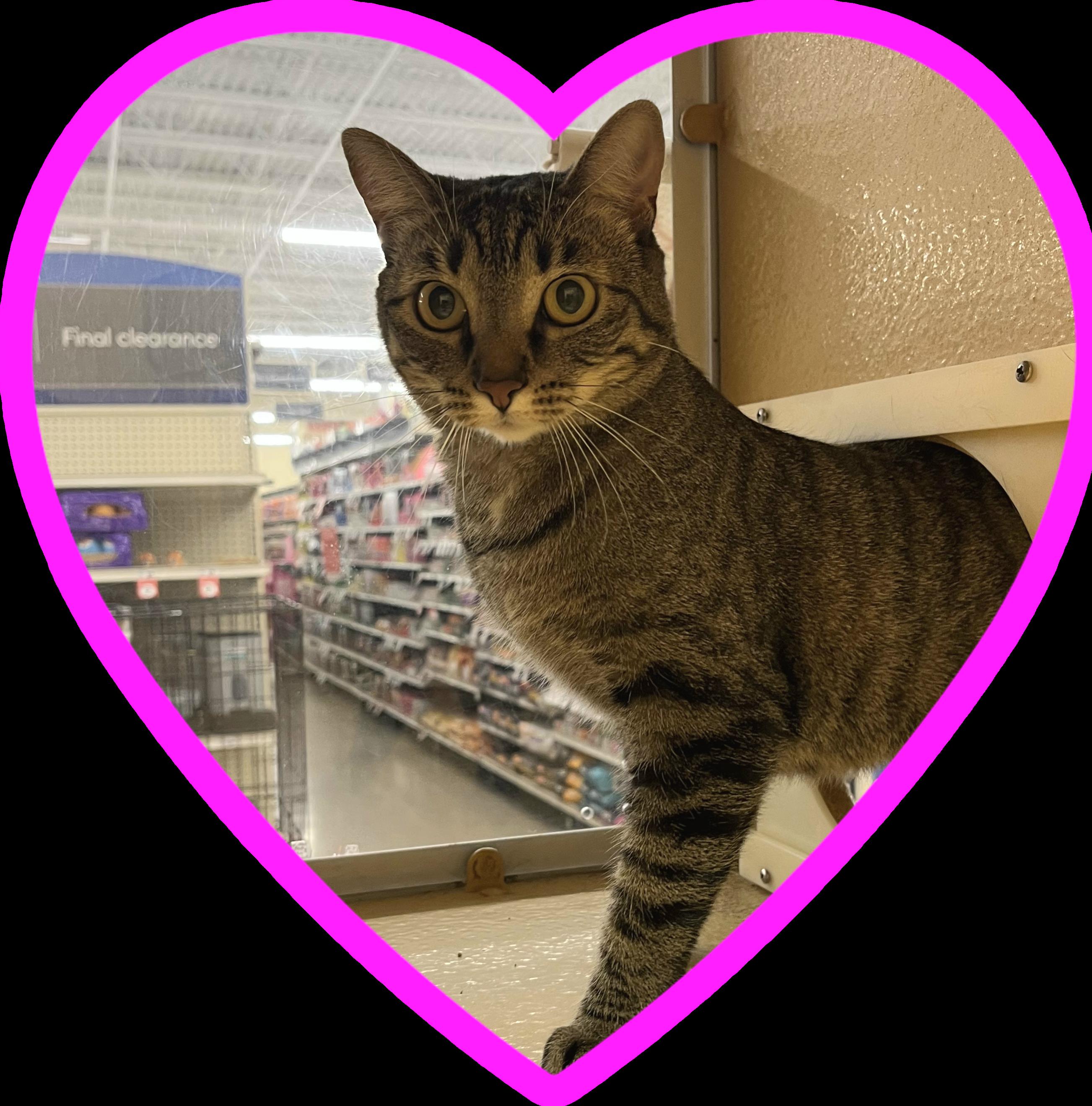 Enlarge Charlie, a Adoptable mixed breed in Albuquerque, NM image 5/6