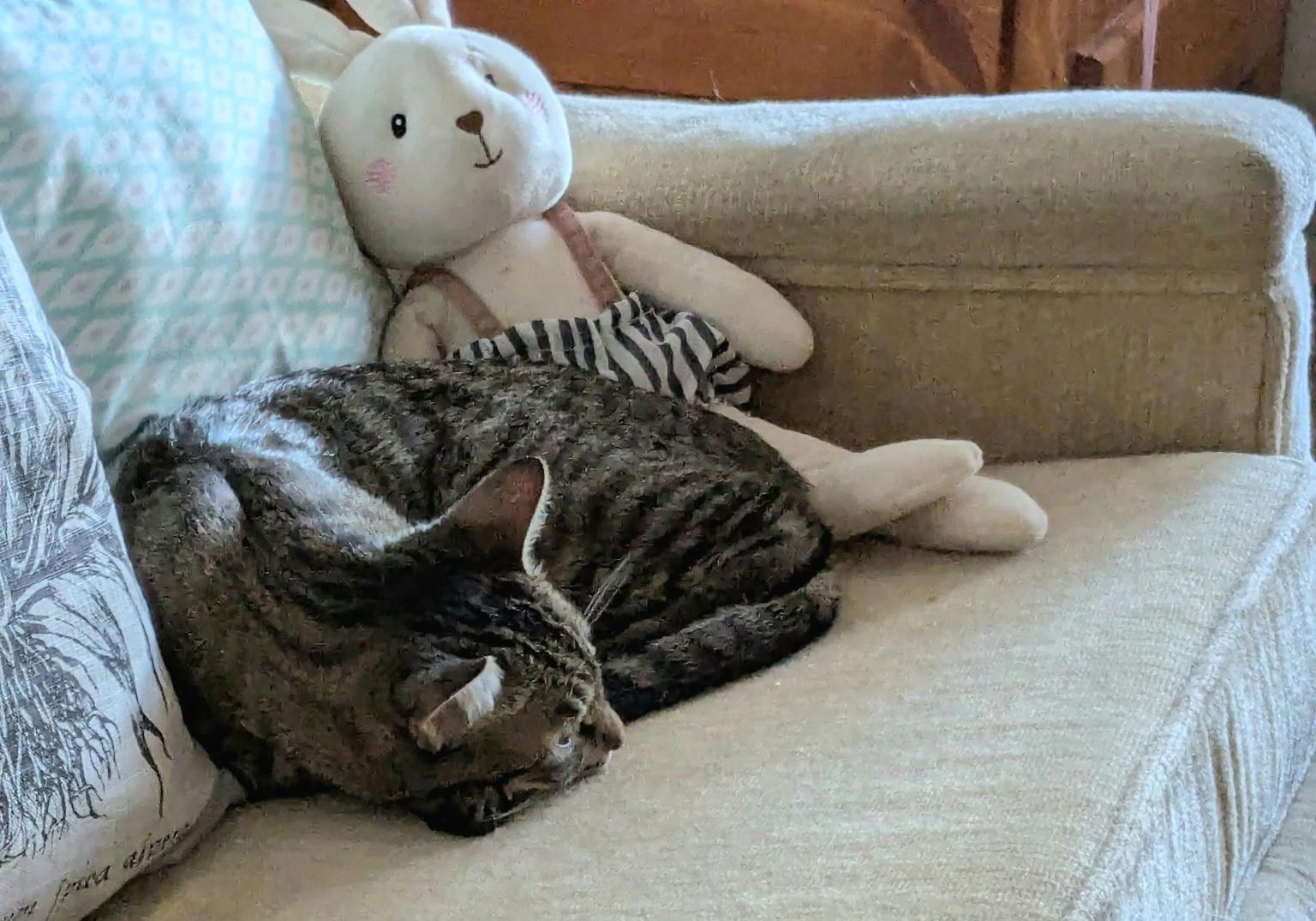 Enlarge Charlie, a Adoptable mixed breed in Albuquerque, NM image 4/6