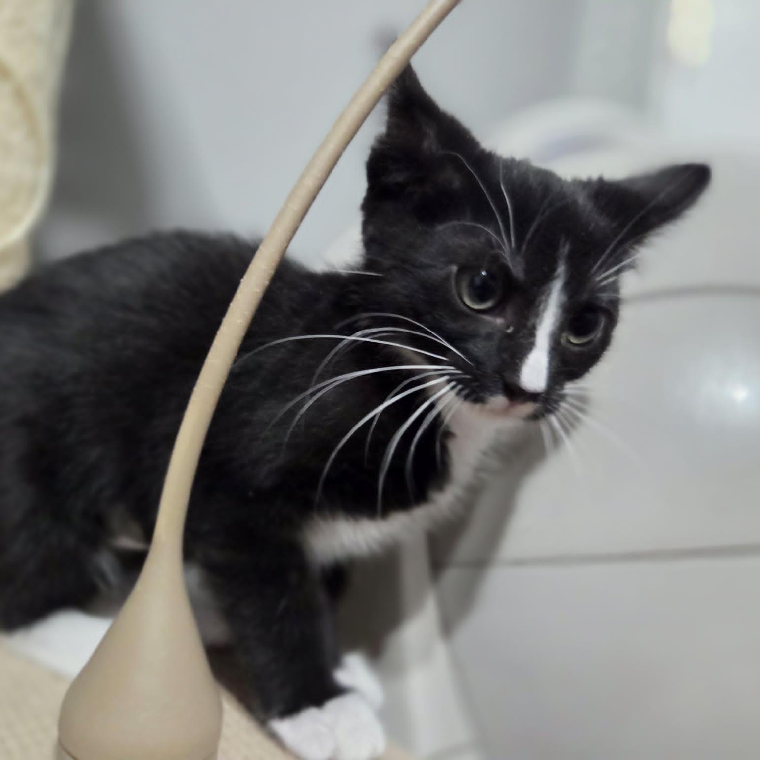 RAVEN, a Adoptable Domestic Short Hair in Loveland, CO image 3/6
