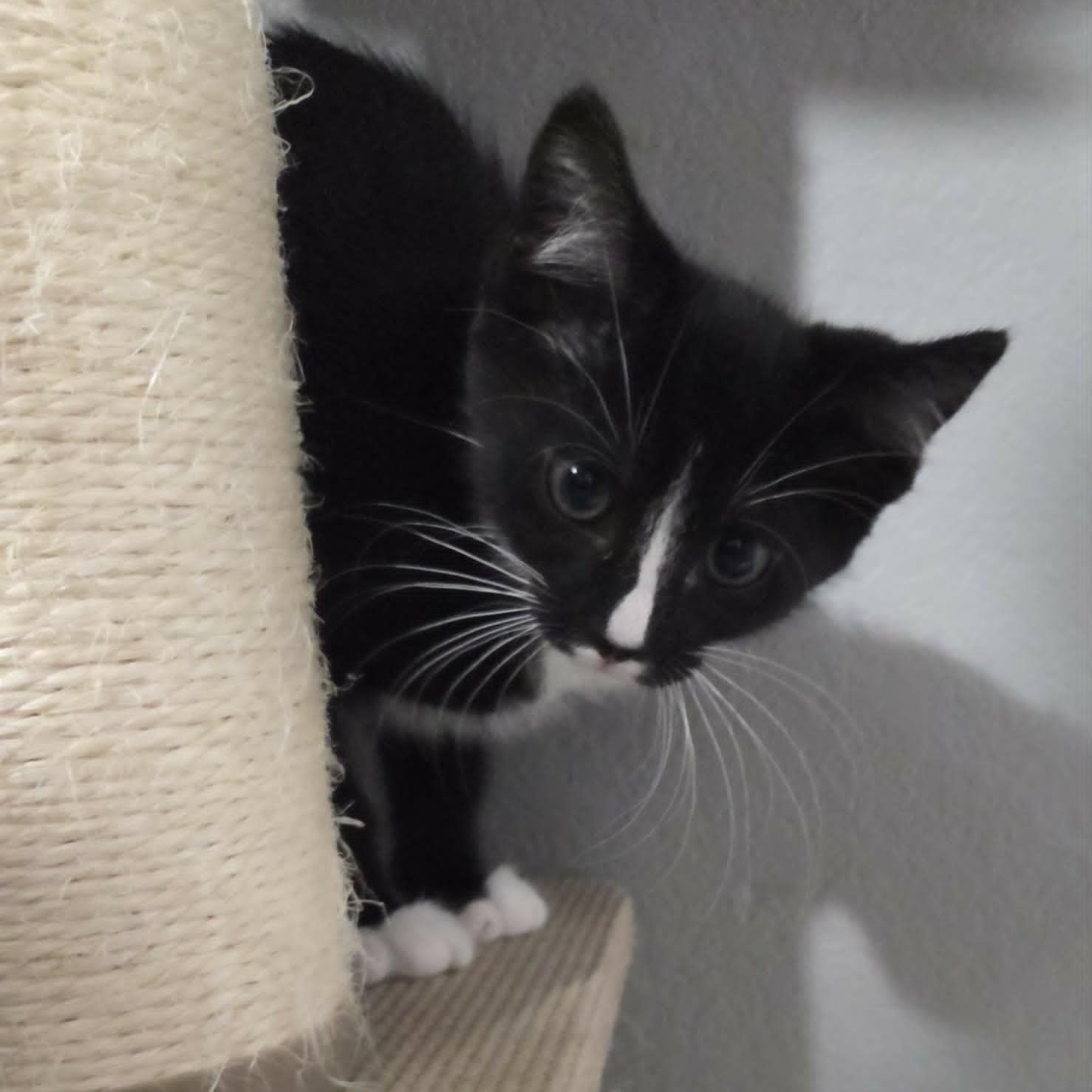 RAVEN, a Adoptable Domestic Short Hair in Loveland, CO image 6/6
