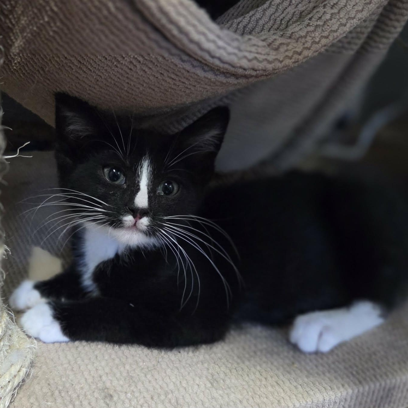 RAVEN, Adoptable, Kitten Female Domestic Short Hair.