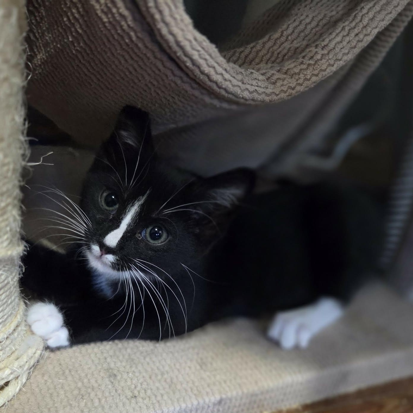 RAVEN, a Adoptable Domestic Short Hair in Loveland, CO image 2/6