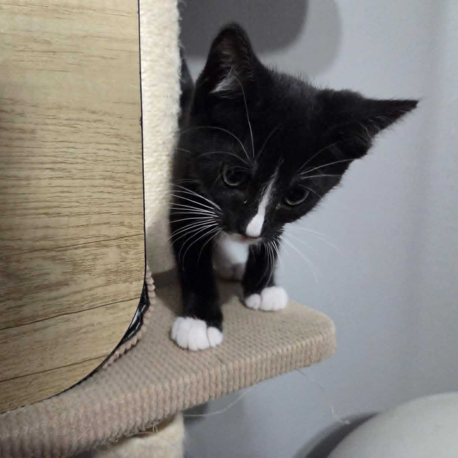 RAVEN, a Adoptable Domestic Short Hair in Loveland, CO image 5/6