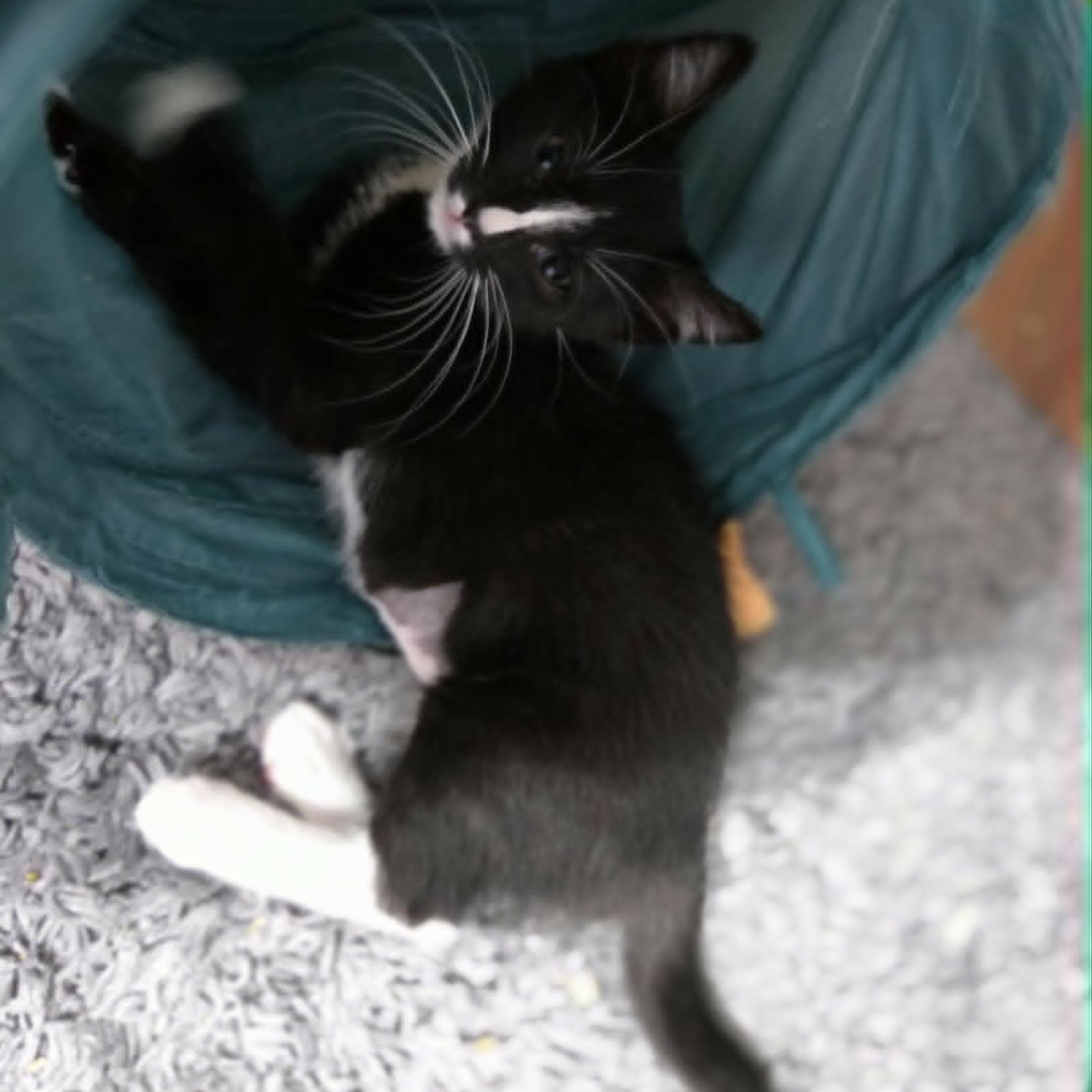 RAVEN, a Adoptable Domestic Short Hair in Loveland, CO image 4/6