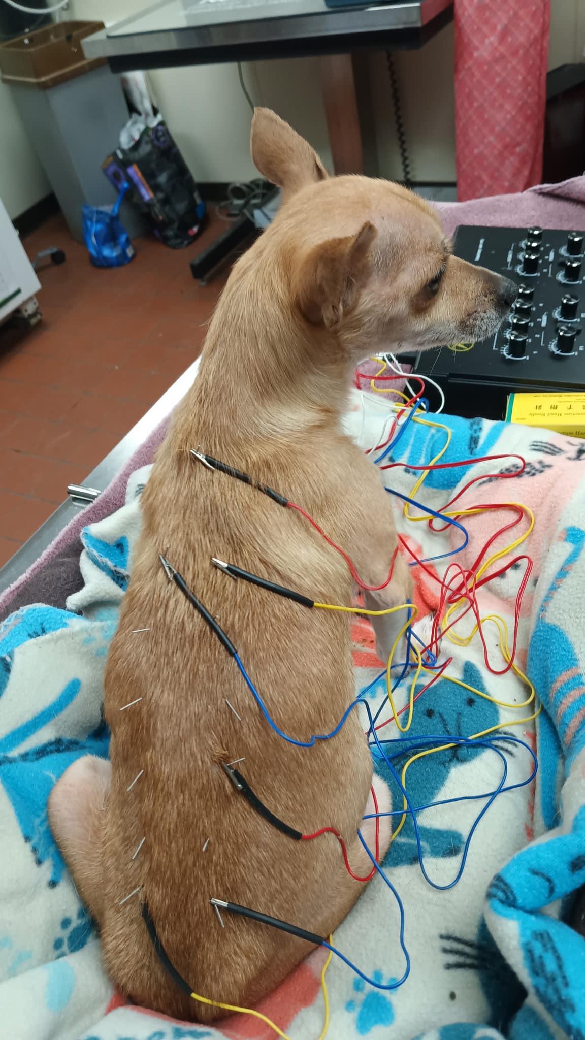 Twinkle, Adoptable, Young Female Jack Russell Terrier & Chihuahua.