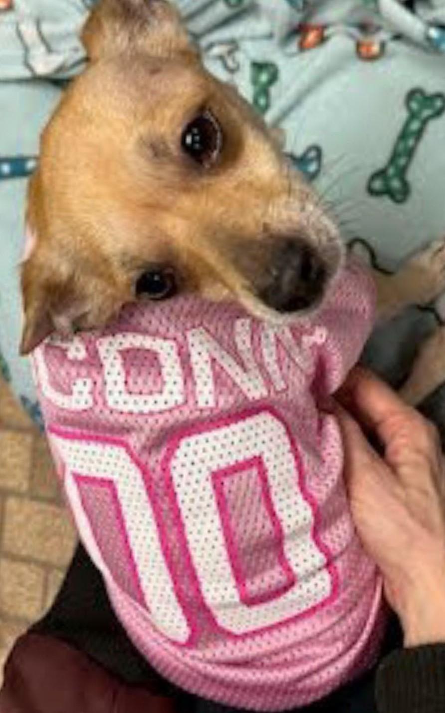 Twinkle, a Adoptable mixed breed in North Haven, CT image 2/3