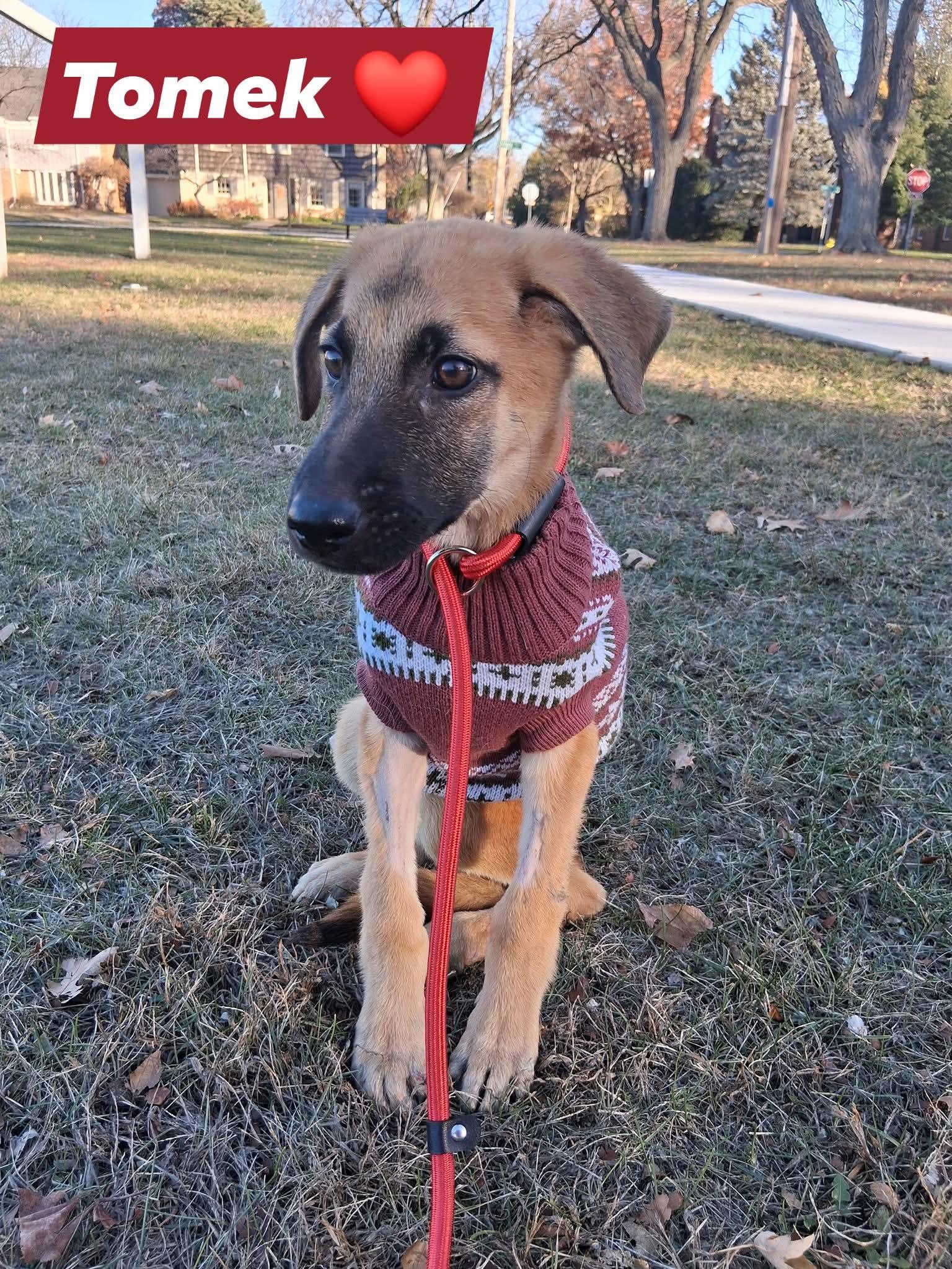 TOMI, ADOPTABLE, Puppy Male German Shepherd Dog.