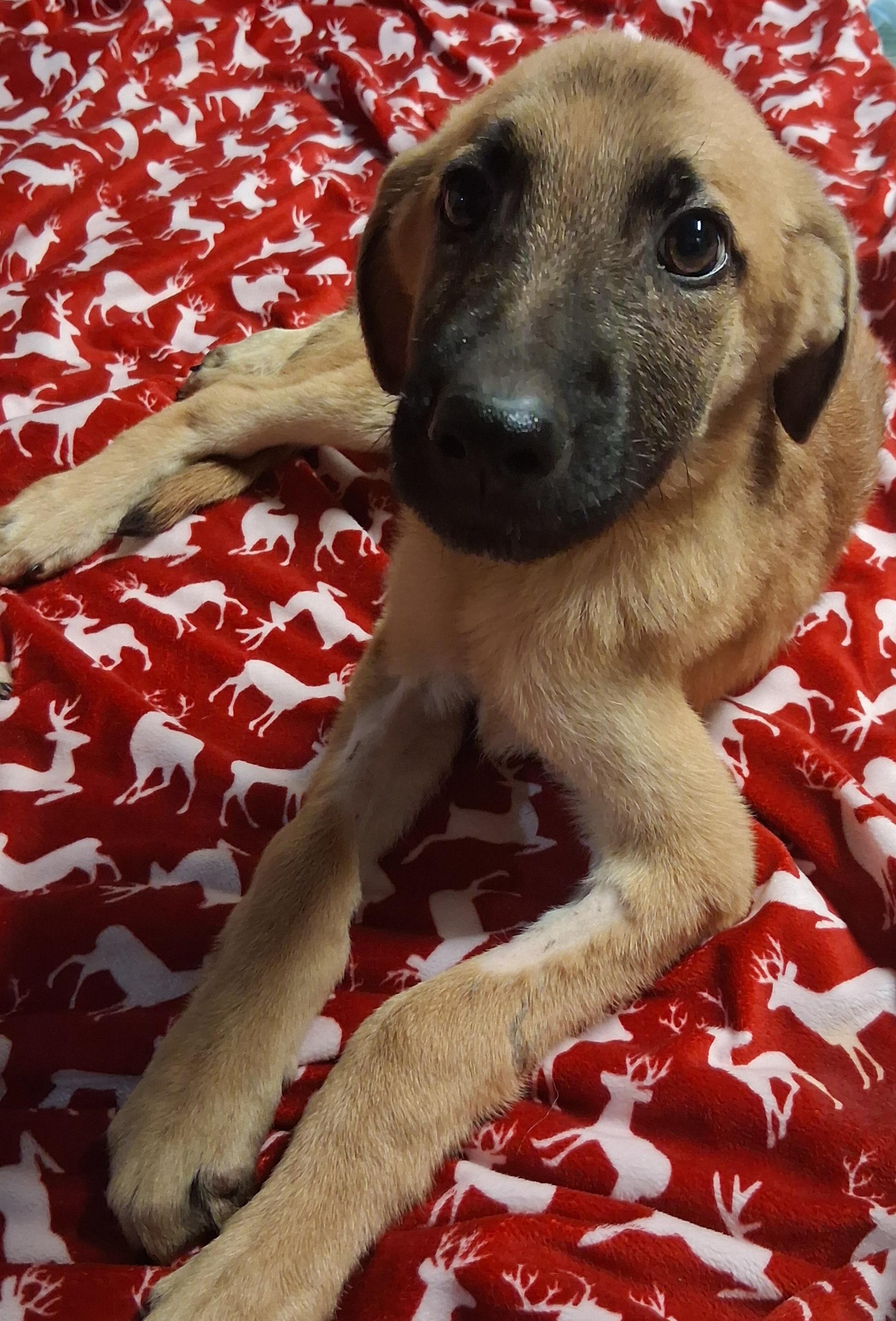 TOMI, a ADOPTABLE mixed breed in Lake in the hills, IL image 2/4