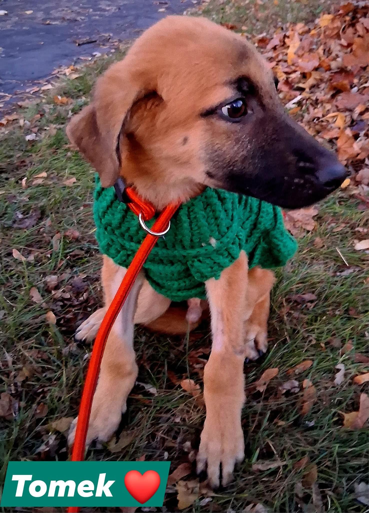 TOMI, a ADOPTABLE mixed breed in Lake in the hills, IL image 4/4