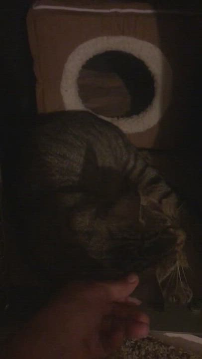 Enlarge Alex, a Adopted mixed breed in Newark, NJ video 1/2