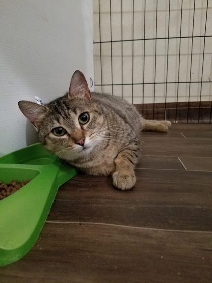 Alabama, Adoptable, Adult Female Domestic Short Hair & Domestic Short Hair.